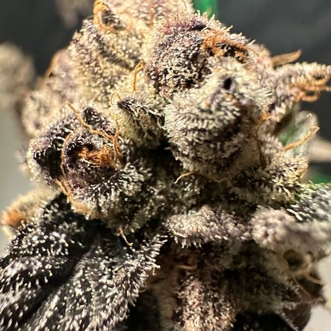 MiscxLAZ #22 C 42.33g growlog timeline photo
