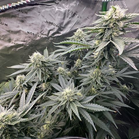 CxLAZ #15 C #1 growlog timeline photo