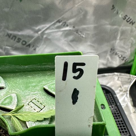 CxLAZ #15 C #1 growlog timeline photo
