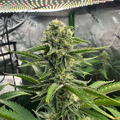 MiscxLAZ #26 C #2 growlog timeline photo