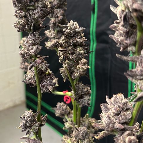 MiscxLAZ #22 C 42.33g growlog timeline photo