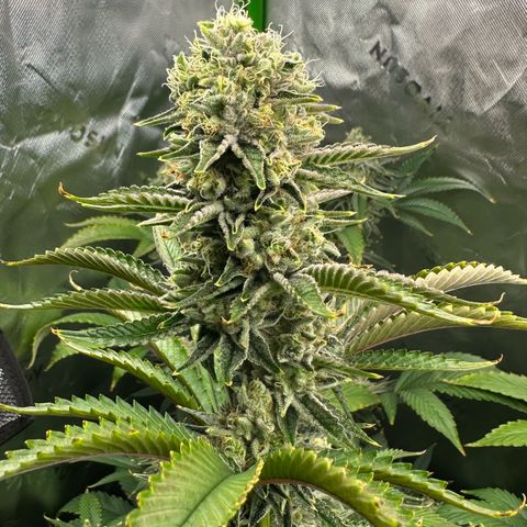 MiscxLAZ #26 C #2 growlog timeline photo