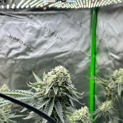 CxLAZ #15 C #1 growlog photo: Light bleaching on a few buds