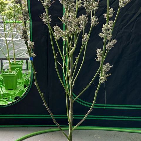 MiscxLAZ #29 C growlog timeline photo