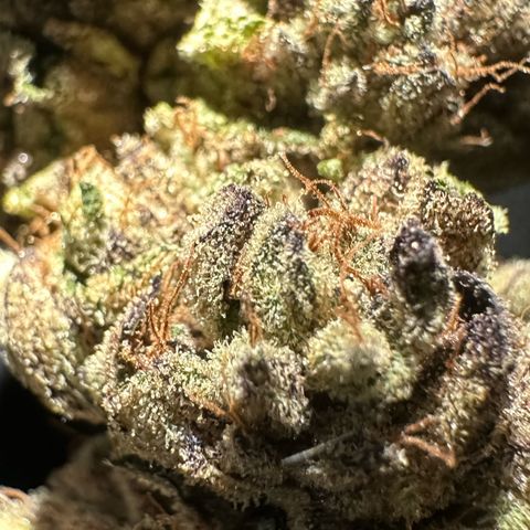 Misc x (LA Kush x Zkittles) #27 33.12g growlog photo: Moved to bag