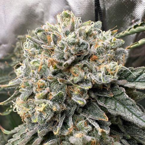 CxLAZ #15 C #1 growlog timeline photo