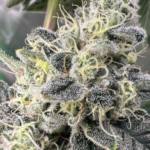 CxLAZ #15 C #1 growlog timeline photo