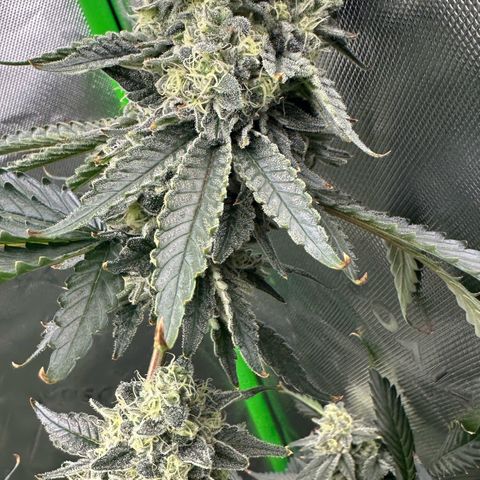 CxLAZ #15 C #1 growlog timeline photo