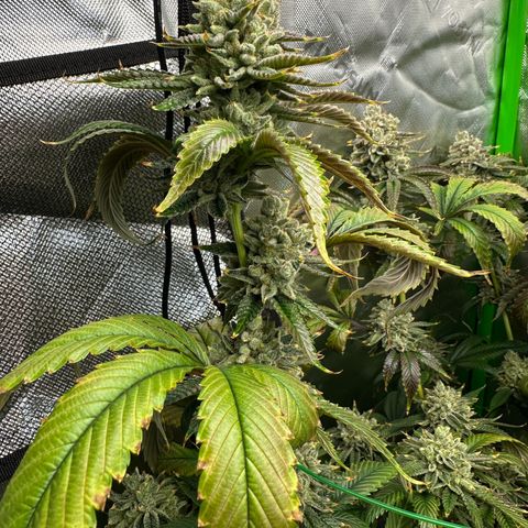 MiscxLAZ #26 C #2 growlog timeline photo