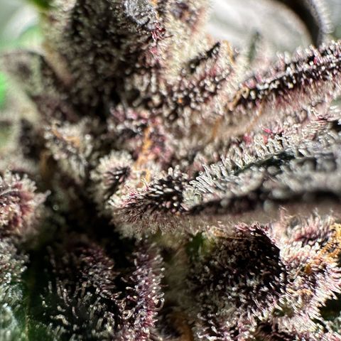 MiscxLAZ #22 C 42.33g growlog timeline photo