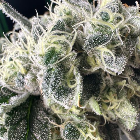 CxLAZ #15 C #1 growlog timeline photo