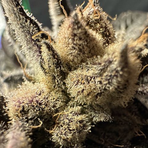 MiscxLAZ #29 C growlog timeline photo