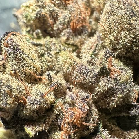Misc x (LA Kush x Zkittles) #27 33.12g growlog photo: Moved to bag