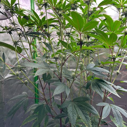 MiscxLAZ #26 C #2 growlog timeline photo