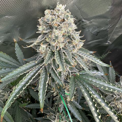 CxLAZ #15 C #1 growlog timeline photo