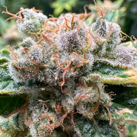 Fuel D.OG #1 Female 47.36g growlog timeline photo