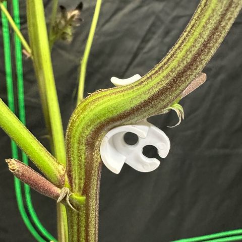 MiscxLAZ #27 C 39g growlog timeline photo