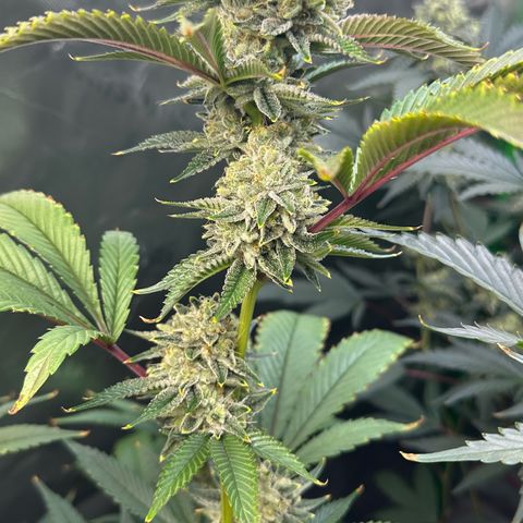MiscxLAZ #26 C #2 growlog timeline photo