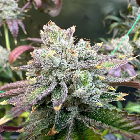 MiscxLAZ #26 C #2 growlog timeline photo