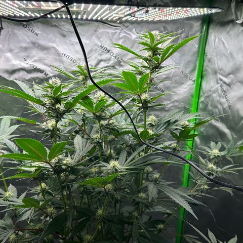 CxLAZ #15 C #1 growlog timeline photo