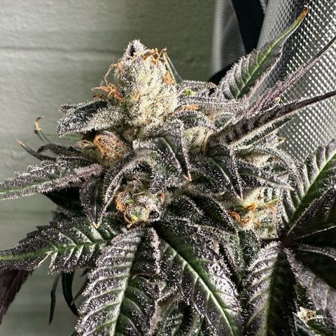 CxLAZ #03 C #1 58.58g growlog photo: Herm / male flowers