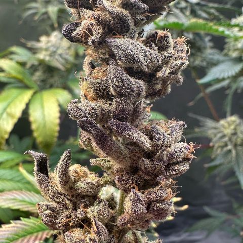 MiscxLAZ #22 C 42.33g growlog timeline photo