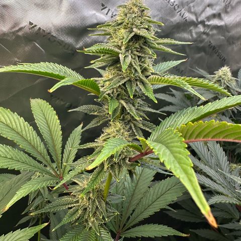 MiscxLAZ #26 C #2 growlog timeline photo
