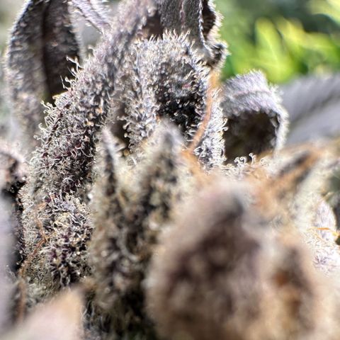 MiscxLAZ #29 C growlog timeline photo