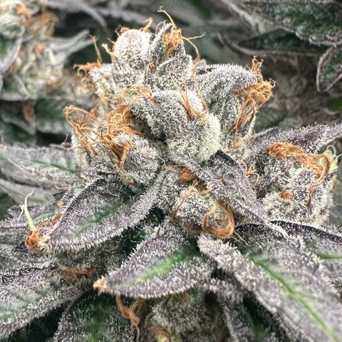 CxLAZ #03 C #1 58.58g growlog timeline photo