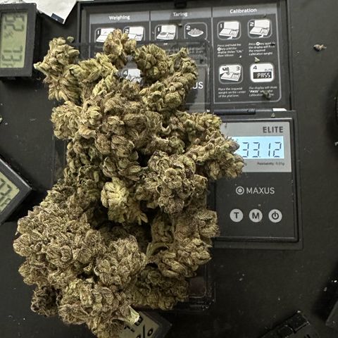 Misc x (LA Kush x Zkittles) #27 33.12g growlog photo: Moved to bag
