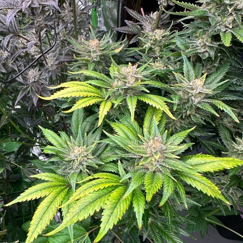 Fuel D.OG #1 Female 47.36g growlog timeline photo
