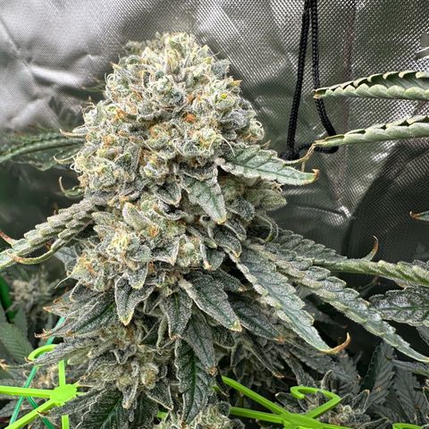 CxLAZ #15 C #1 growlog timeline photo