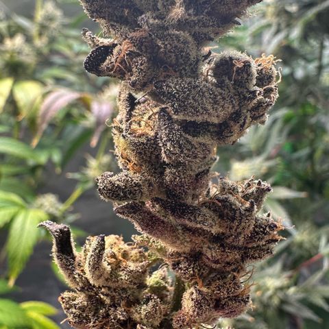 MiscxLAZ #22 C 42.33g growlog timeline photo
