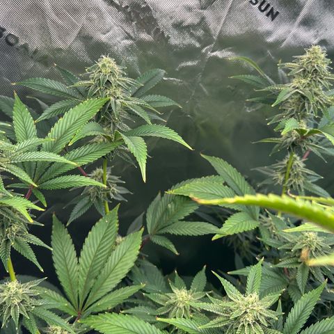 MiscxLAZ #26 C #2 growlog timeline photo