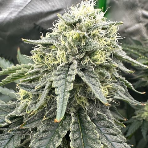 CxLAZ #15 C #1 growlog timeline photo