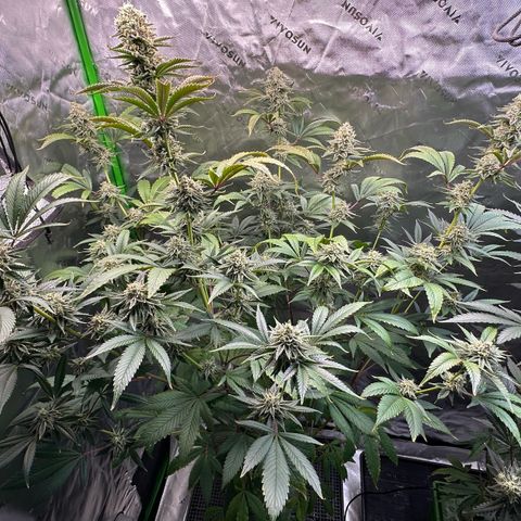 MiscxLAZ #26 C #2 growlog timeline photo