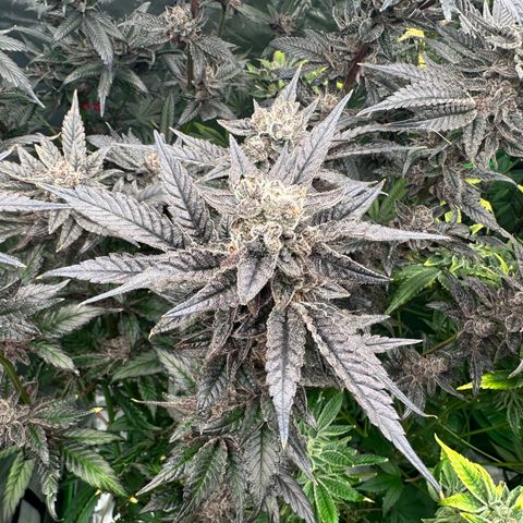 MiscxLAZ #22 C 42.33g growlog timeline photo