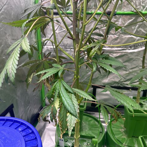 MiscxLAZ #22 C 42.33g growlog timeline photo