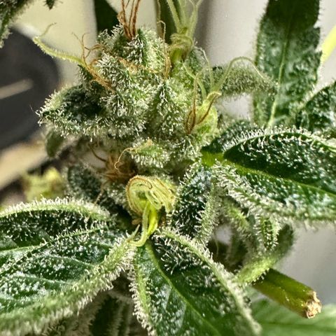 CxLAZ #31 C growlog photo: Herm / male flowers