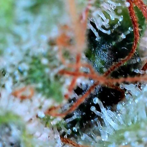 MiscxLAZ #26 C #2 growlog timeline photo