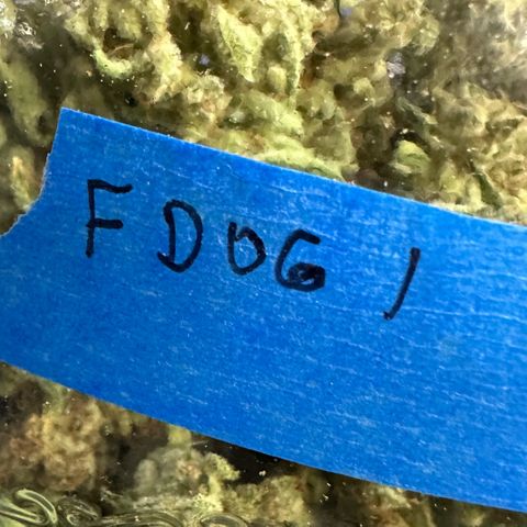 Fuel D.OG #1 Female 47.36g growlog photo: Moved to jar