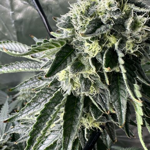 CxLAZ #15 C #1 growlog photo: Possible light bleaching