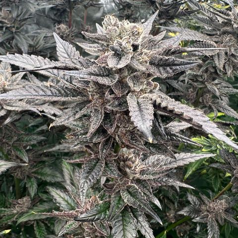 MiscxLAZ #22 C 42.33g growlog timeline photo