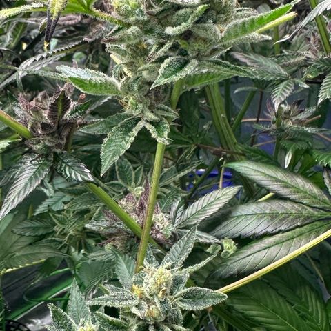 CxLAZ #31 C growlog photo: Herm / male flowers