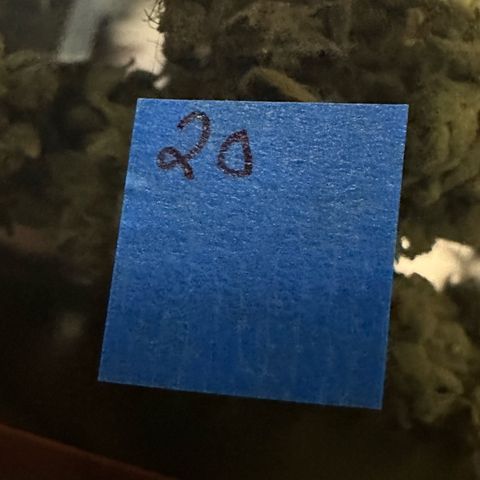 CxLAZ #20 C1 25g growlog photo: Moved to pan