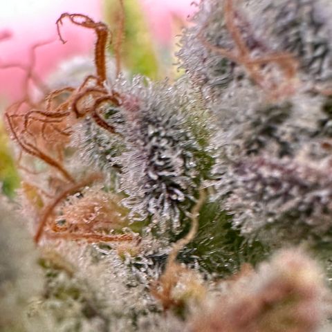 Fuel D.OG #1 Female 47.36g growlog timeline photo