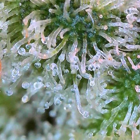 CxLAZ #15 C #1 growlog timeline photo