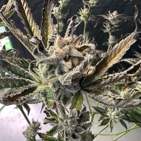 MiscxLAZ #29 C growlog timeline photo