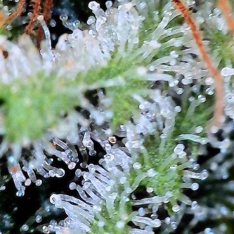 MiscxLAZ #26 C #2 growlog timeline photo