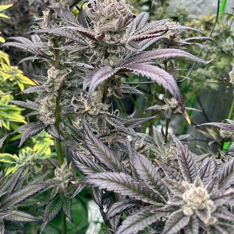 MiscxLAZ #29 C growlog timeline photo